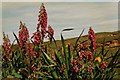 Foxgloves (Digitalis purpurea) and irises (Iris pseudacorus)