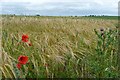 SE3574 : Poppies in the barley by Graham Horn