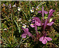 HP5603 : Common Lousewort (Pedicularis sylvatica) by Mike Pennington