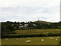 SH8078 : Sheep at  Esgryn by Gerald England