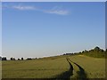 Wheat, Fawley