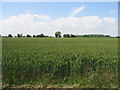 Wheatfield near Alkham