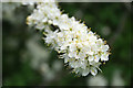 Hawthorn Blossom