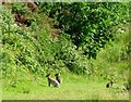 Rabbits near Holywood