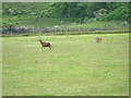 Deer at Glenmore