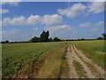 Restricted byway, White Waltham