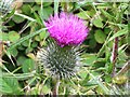 Thistle Growing By The Bronte Way Bridleway