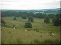 Rough grazing in south west of square