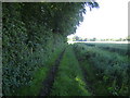 Bridleway near Down Farm, Chilmark 1