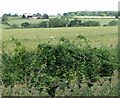 View across Seagrave Wolds