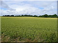 Wheatfield between Fulbourn and Cherry Hinton