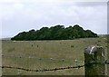 Copse near Dunraven Park