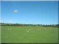 Grazing sheep at Nant Newydd Farm