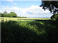 Roman road near Down Farm, Chilmark