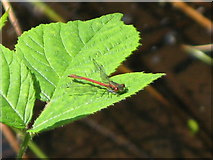 NY8063 : Large red damselfly at Morralee Tarn by Mike Quinn