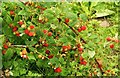 Wild raspberries, Banbridge