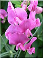 Broad-leaved Everlasting-pea