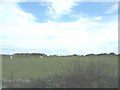 Grazing sheep near Bodowyr