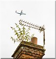 High flying Buddleja on number 27 Beaconsfield Terrace, Winchester