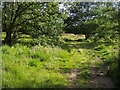 Footpath on Wimbledon Common