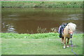 NZ2842 : Pony and the River Wear by hayley green
