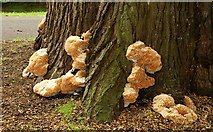 J1486 : Fungus, Antrim by Albert Bridge