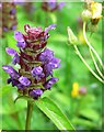 Selfheal (Prunella vulgaris)