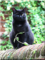 Black cat on brick wall