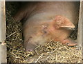 2008 : Let sleeping hogs lie