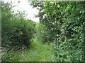 Overgrown path to the Amlwch road