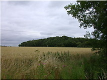 TL3557 : Wheat field with view of Hardwick Wood by Keith Edkins
