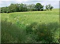 Footpath near Ragdale Hall