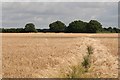 TM1626 : Footpath through the Corn fields by roger geach