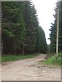 A forest track into Clova