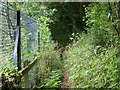 Overgrown footpath near Wadwick