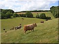 Pastures, Chinnor