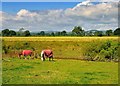 Horses in Red