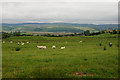 Fields south of Constant farm