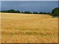 SU5776 : Barley, Ashampstead by Andrew Smith