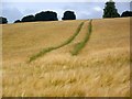 Ripening Barley, Windwhistle