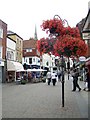 Floral display, Salisbury