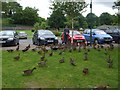 Feeding the ducks, Enniskillen