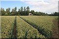 Wheat Crop on the former Goxhill Airfield