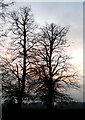 Lime trees in Ware Park , winter dusk