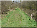 Balls Wood eastern ride looking north in spring