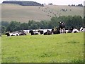 Cattle near Old Wardour Castle