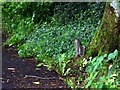 Grey Squirrel, Omagh