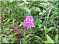 SU0825 : Pyramidal Orchid (Anacamptis pyramidalis) by Maigheach-gheal