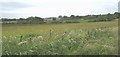 View across a meadow towards Felin Fach Farm