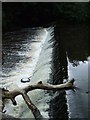 Weir on the River Kelvin